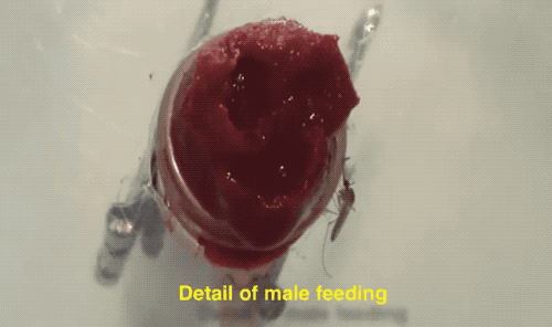 公蚊子首次被發現也愛吸血，不過吸完後結局很慘