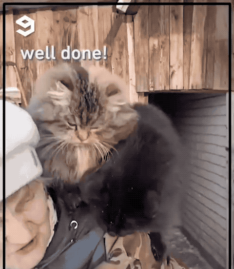 世界上只有兩種貓，俄羅斯的貓，和其他貓