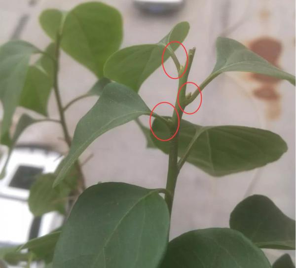 發現三角梅長刺，及時來一刀，刺消失，花長出