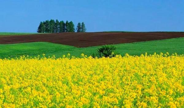 分享：油菜花海，芳香四溢，景色宜人，令人陶醉