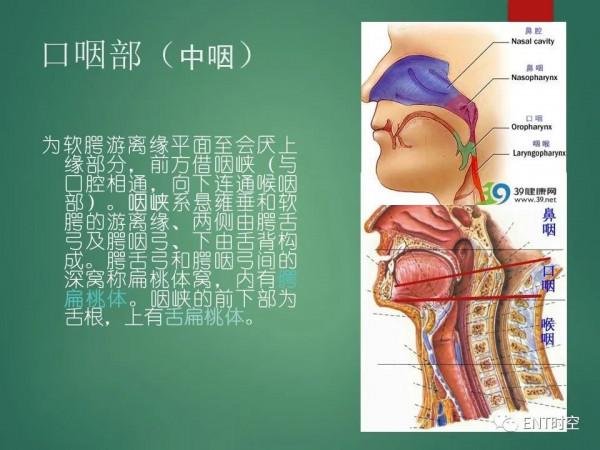 頭頸五官CT斷層解剖圖及常見病影像診斷