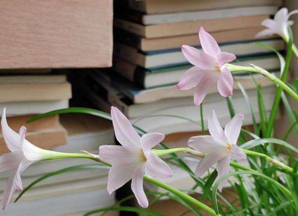 風雨蘭，外觀似韭菜，花較大，喇叭狀，形似水仙