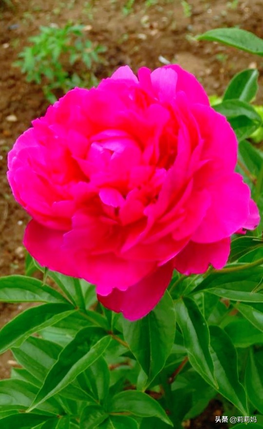 分享&mdash;&mdash;芍藥花姿態優美富含美感