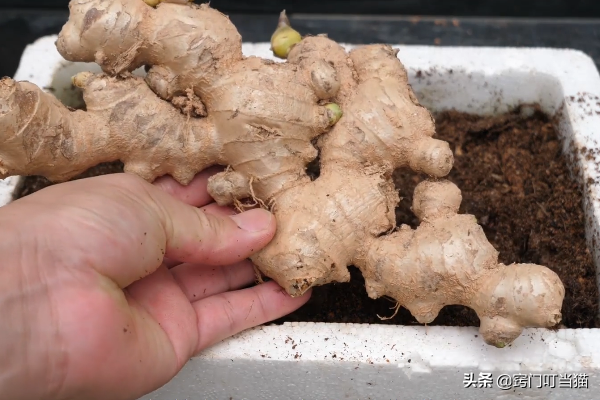 生薑還用買？一箇舊泡沫箱，種上2塊姜，一年種出一片&OpenCurlyDoubleQuote;姜山&rdquo;