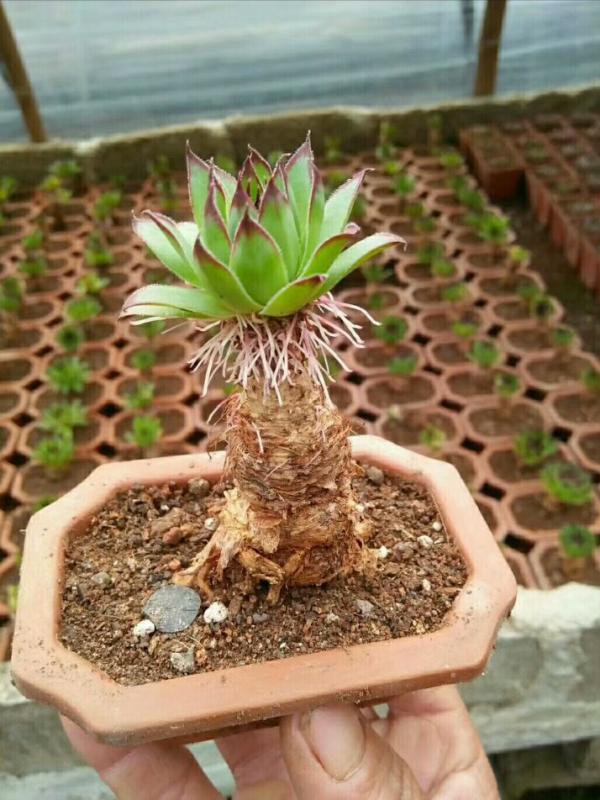 6種便宜花，用心養一年，麻雀變鳳凰，越養越精貴