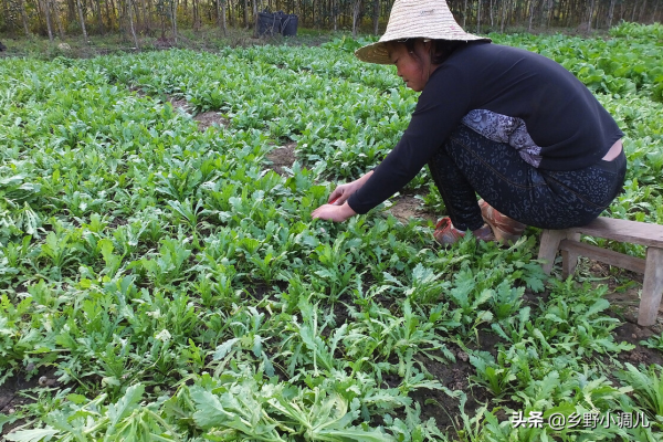 茼蒿種植時間和方法? 茼蒿種植時間和方法?