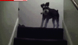 這絕對是你養狗最暖心的瞬間