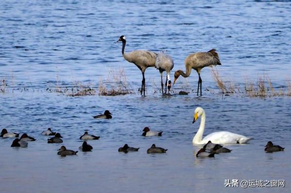 運城鹽湖美成“天鵝湖”