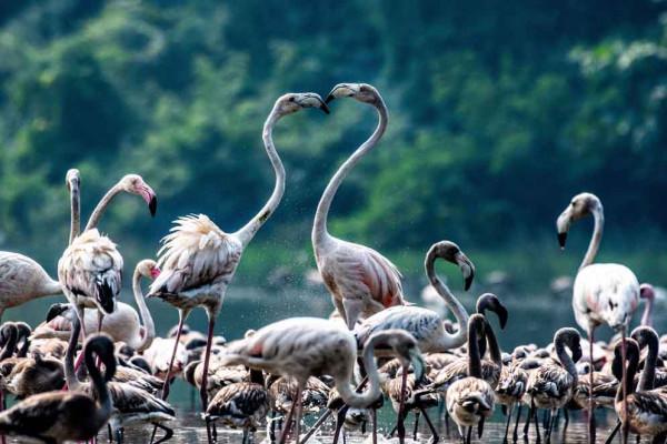 印度新孟買現火烈鳥群 水邊開心追逐打鬧