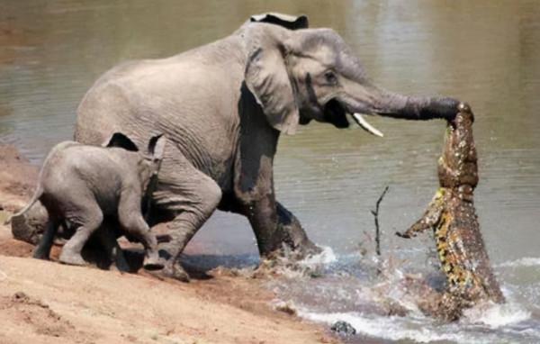 小象被鱷魚咬住了鼻子，象媽媽聞聲趕來，給鱷魚收拾得明明白白的
