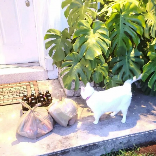 超可愛的看門貓：6歲貓咪每天都蹲在家門口，迎接每一個到訪的人