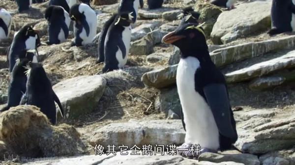人類混入企鵝群后