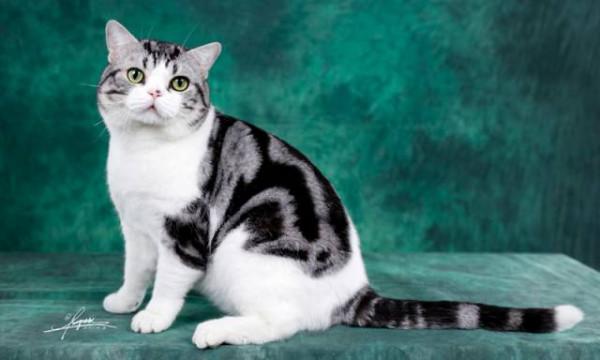 美國短毛貓丨銀虎斑