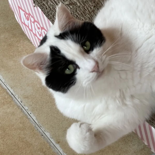 觀復貓新品:兩腳獸可吸貓“條” 觀復貓新品:兩腳獸可吸貓“條”