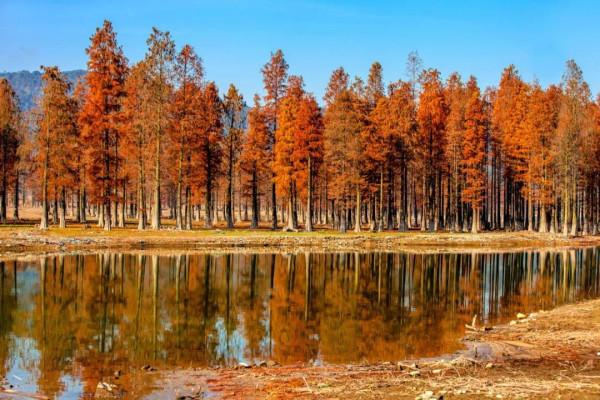 中國秋色正在上演!這9條自駕線,帶你領略不一樣的秋色 中國秋色正在上演!這9條自駕線,帶你領略不一樣的秋色