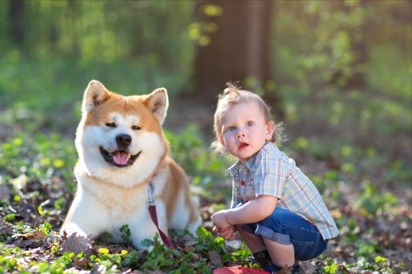 秋田犬:主人對它做這些事,它就會以為你不愛它了 秋田犬:主人對它做這些事,它就會以為你不愛它了