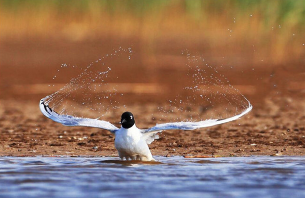 林草科普|這裡是大小淩河口候鳥驛站 林草科普|這裡是大小淩河口候鳥驛站