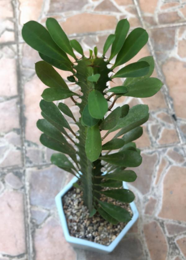 3種花長的跟“三胞胎”似的,還有“守家”的說法,適合居家養護 3種花長的跟“三胞胎”似的,還有“守家”的說法,適合居家養護