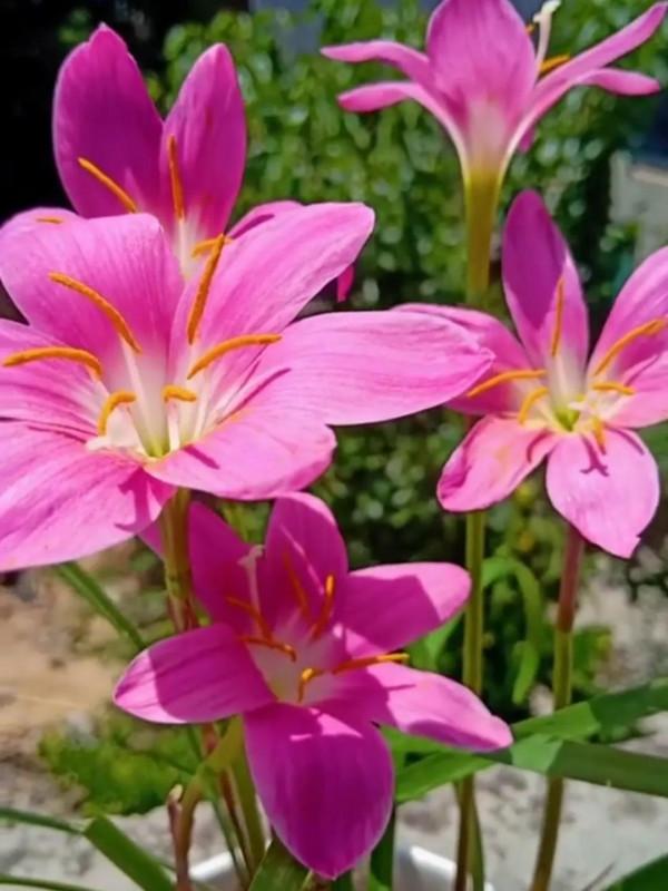 這一年 我的花花草草 驚豔了我的小院 驚豔了我的心