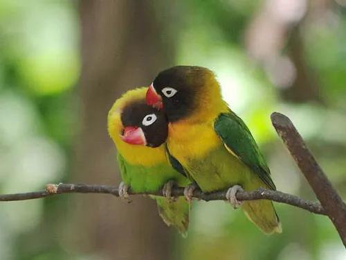 62對愛情鳥大比拼欣賞