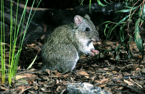 長得像老鼠的袋鼠？以松露為主食？這種瀕危動物種群數量剛剛破百