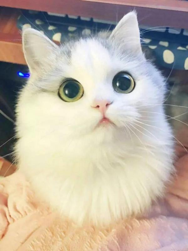 可愛的小貓咪