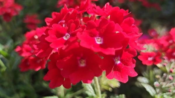 國慶節來龍潭公園賞花 國慶節來龍潭公園賞花