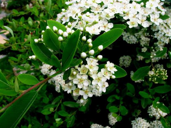 冬天沒花看？看看這2種&OpenCurlyDoubleQuote;觀果&rdquo;植物，擺一盆在客廳，好看又好養