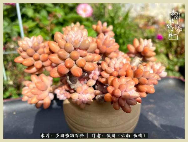 正是花好月圓時，再訪楊姐的屋頂花園