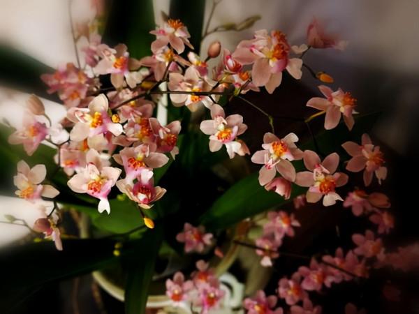 人到中年，適合養的10種花，省事省力不操心，花開滿盆寓意好