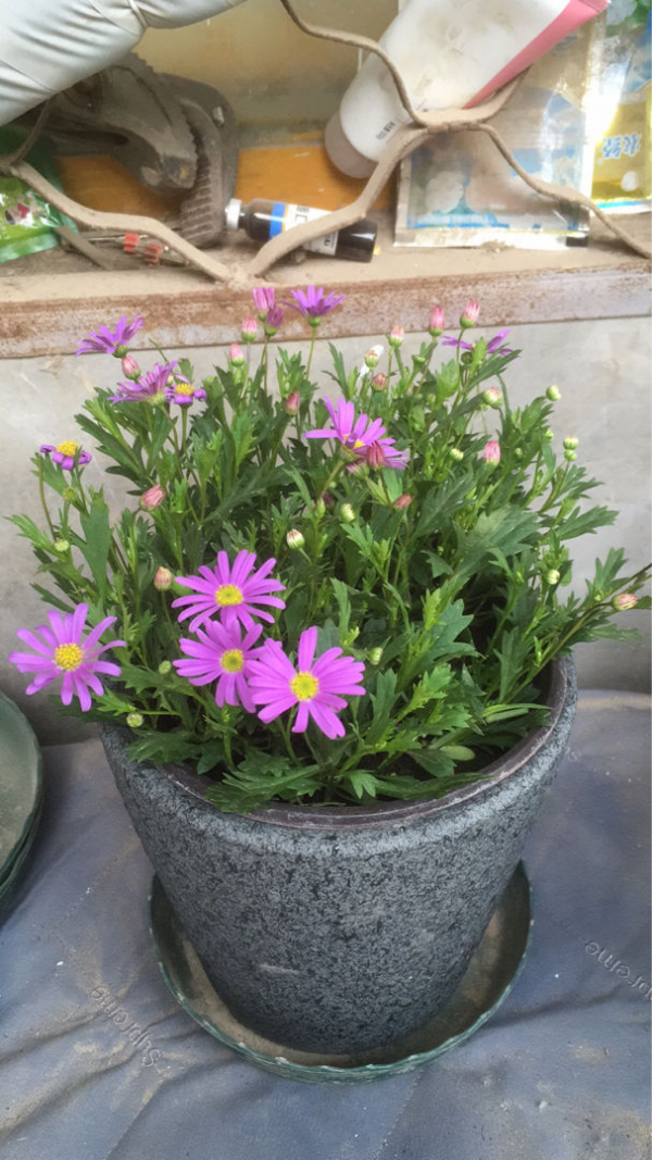 年底去花市，千萬要注意“避坑”，不然多花好多冤枉錢