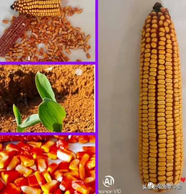 選購玉米種子，選大粒好還是小粒好？