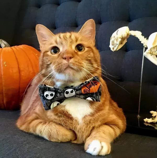 40斤肥貓用3年瘦成動物界“模特”,全網震驚:我還不如貓勵志 40斤肥貓用3年瘦成動物界“模特”,全網震驚:我還不如貓勵志