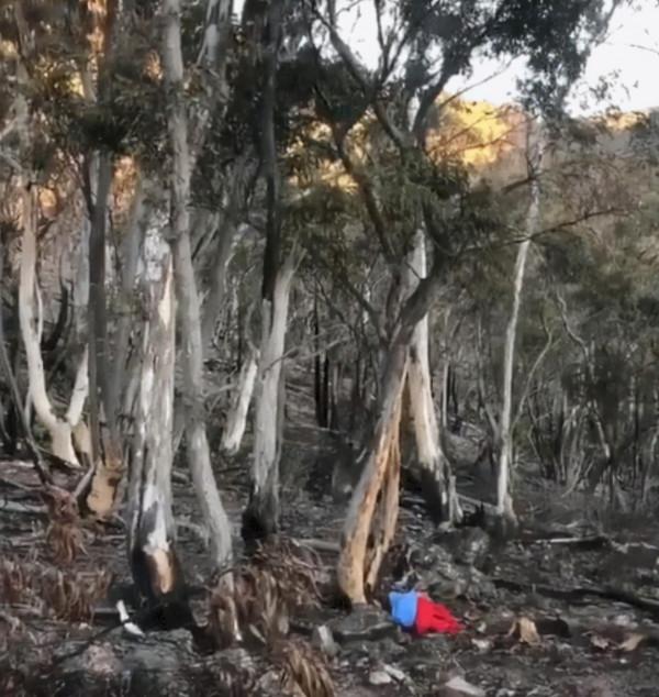 從被遺棄到當英雄，澳洲這隻狗狗，在大火中救下100多隻考拉