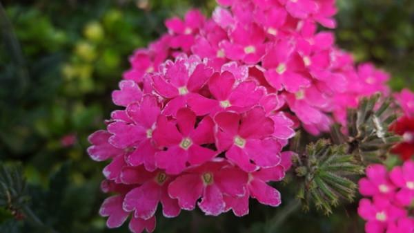 國慶節來龍潭公園賞花 國慶節來龍潭公園賞花