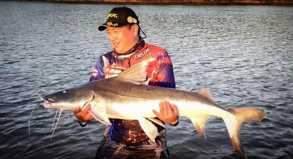 我知道食人魚沒那麼可怕，但不知道它們居然能慫到這個地步