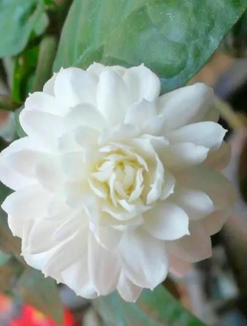 茉莉花中的佼佼者 虎頭茉莉