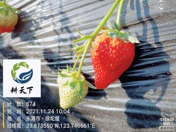 微藻生物技術助推草莓提質增產