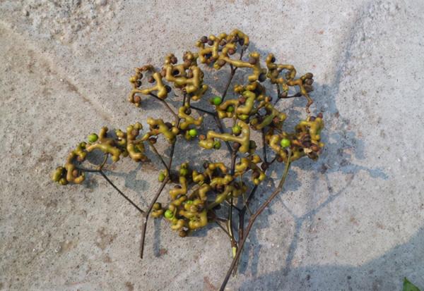 拐棗:骨骼驚奇似雞爪,拐來拐去沒個“棗樣”,但價值卻不低 拐棗:骨骼驚奇似雞爪,拐來拐去沒個“棗樣”,但價值卻不低