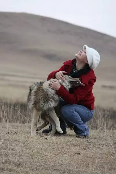 2018年，女孩在藏區旅遊，意外發現受傷母狼，包紮好傷口送狼回家