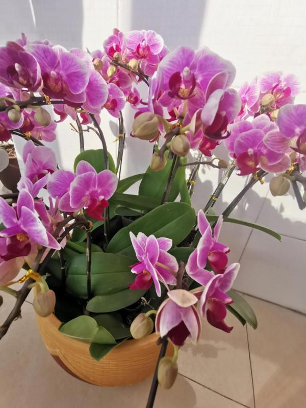 一盆盛開的蝴蝶蘭花