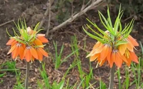 終於搞懂貝母這種植物了