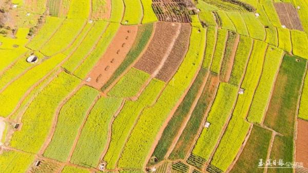 今天，宜到玉溪的油菜花田感受春天