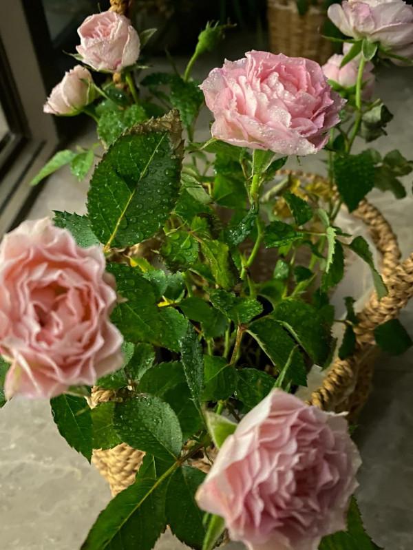 正月初六六六大順