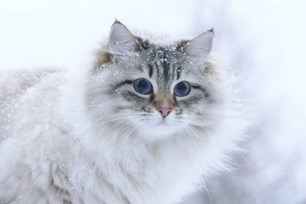 世界上只有兩種貓，俄羅斯的貓，和其他貓