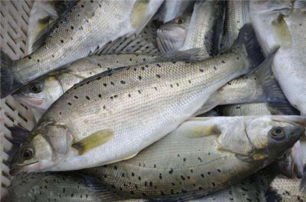 快過年了，別隻會買豬牛羊肉，這4種肉也不錯，營養豐富價格低