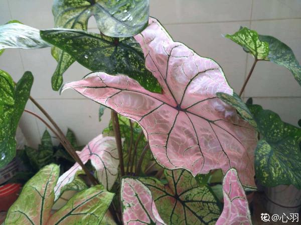 大葉子花就是“招財”，隨便養一盆，寓意好、安全感十足