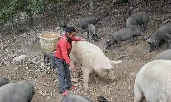 農民郭叔殺自家豬賣肉,為何執法部門要罰款10萬?這10萬罰的對嗎 農民郭叔殺自家豬賣肉,為何執法部門要罰款10萬?這10萬罰的對嗎