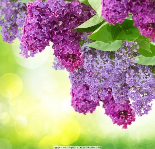 分享圖片，唯美浪漫丁香花