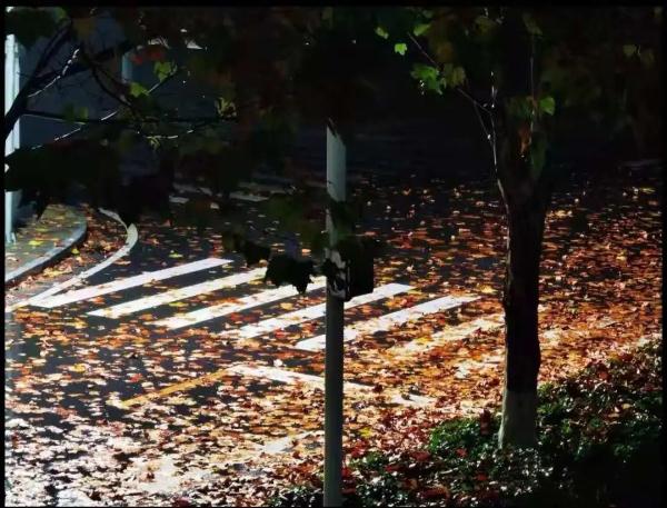 河南這所高校的秋:又美又颯 河南這所高校的秋:又美又颯